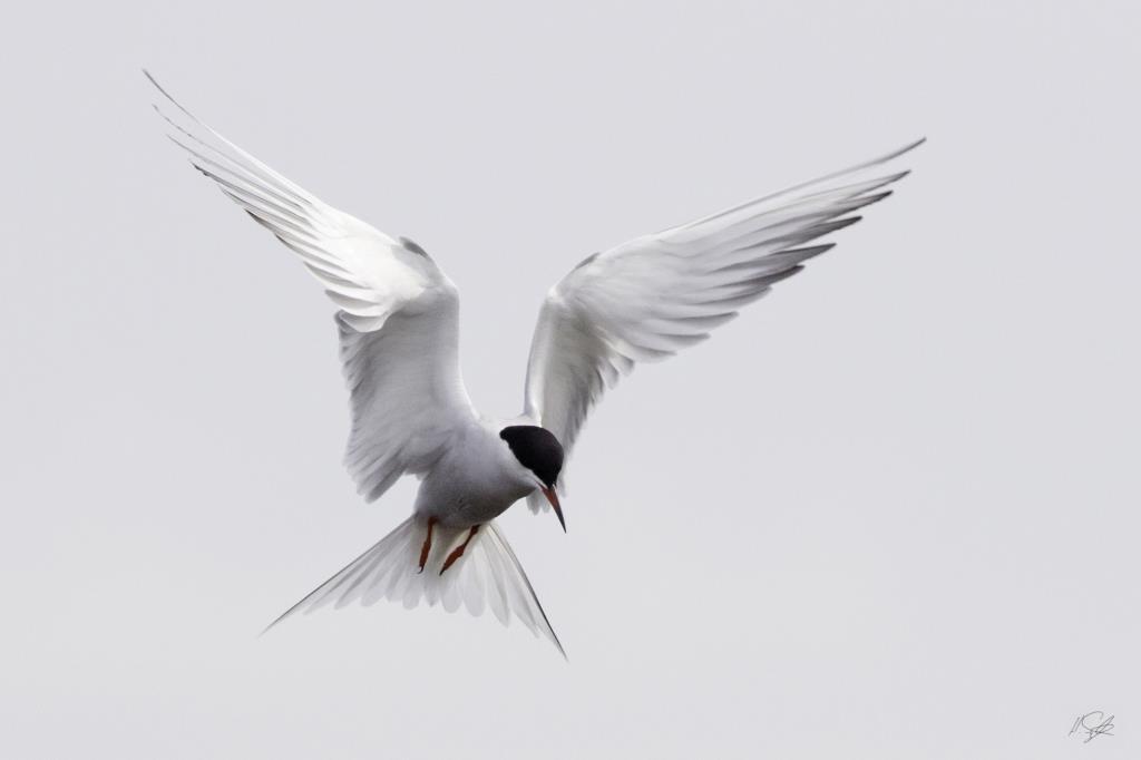 common-tern-2