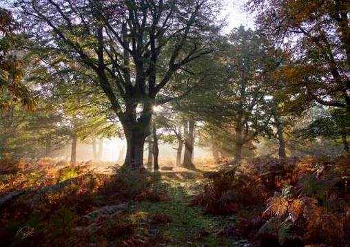 Henry Szwinto Photography New Forest Hampshire