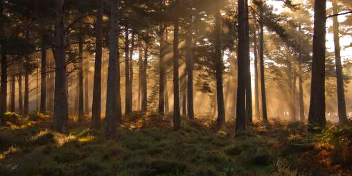 Henry Szwinto Photography New Forest Hampshire