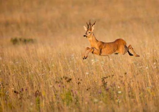 Henry Szwinto Photography New Forest Photographer Hampshire Wildlife photographer