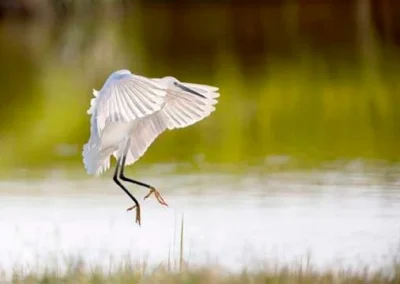 Henry Szwinto Photography New Forest Photographer Hampshire Wildlife photographer