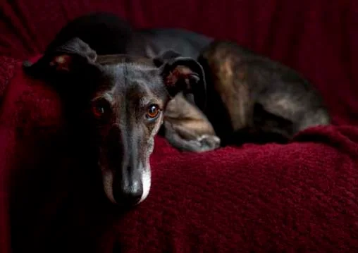 Pet Portrait Henry Szwinto Photography New Forest Hampshire