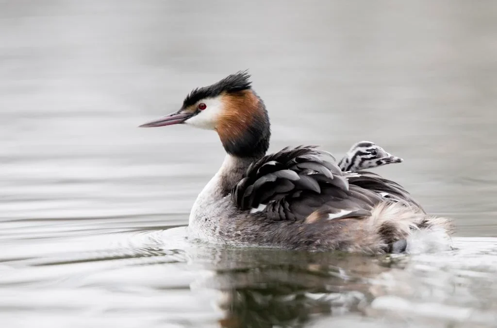 Baby Great Crested Grebes in January