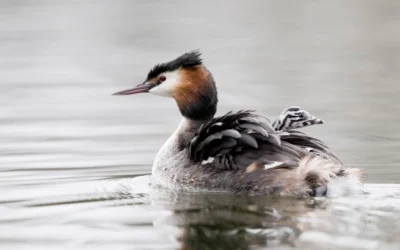 Baby Great Crested Grebes in January