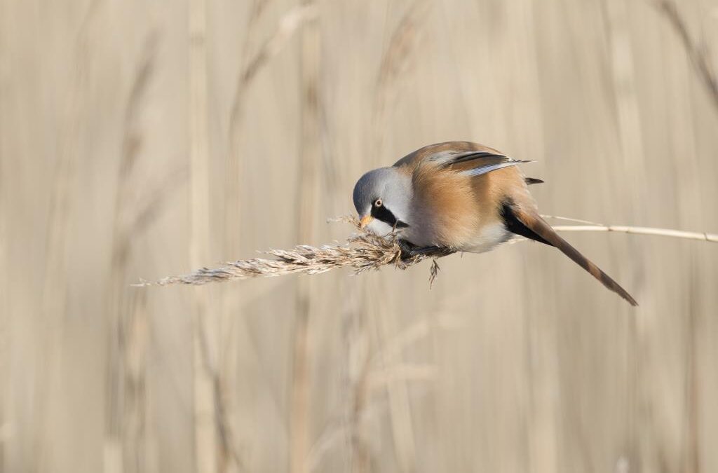 Bearded Reedlings at Pennington Marshes