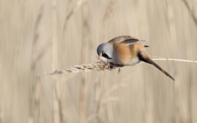 Bearded Reedlings at Pennington Marshes