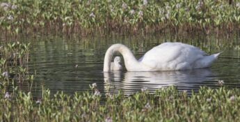 Cygnet