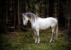 Henry Szwinto Equine Photography New Forest