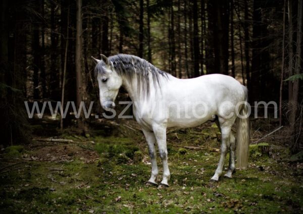 Henry Szwinto Equine Photography New Forest