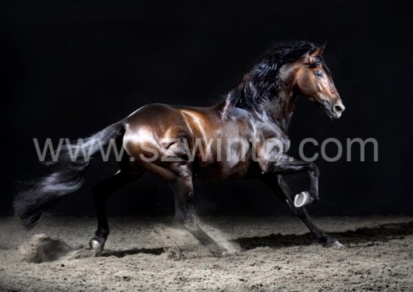 Henry Szwinto Equine Photography New Forest