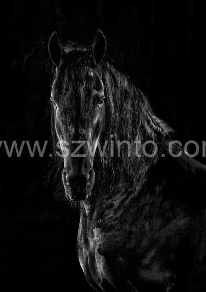 Henry Szwinto Equine Photography New Forest