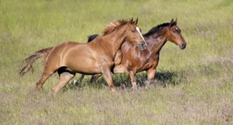 Henry Szwinto Equine Photography New Forest