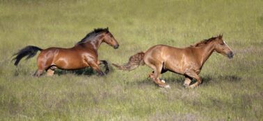 Henry Szwinto Equine Photography New Forest